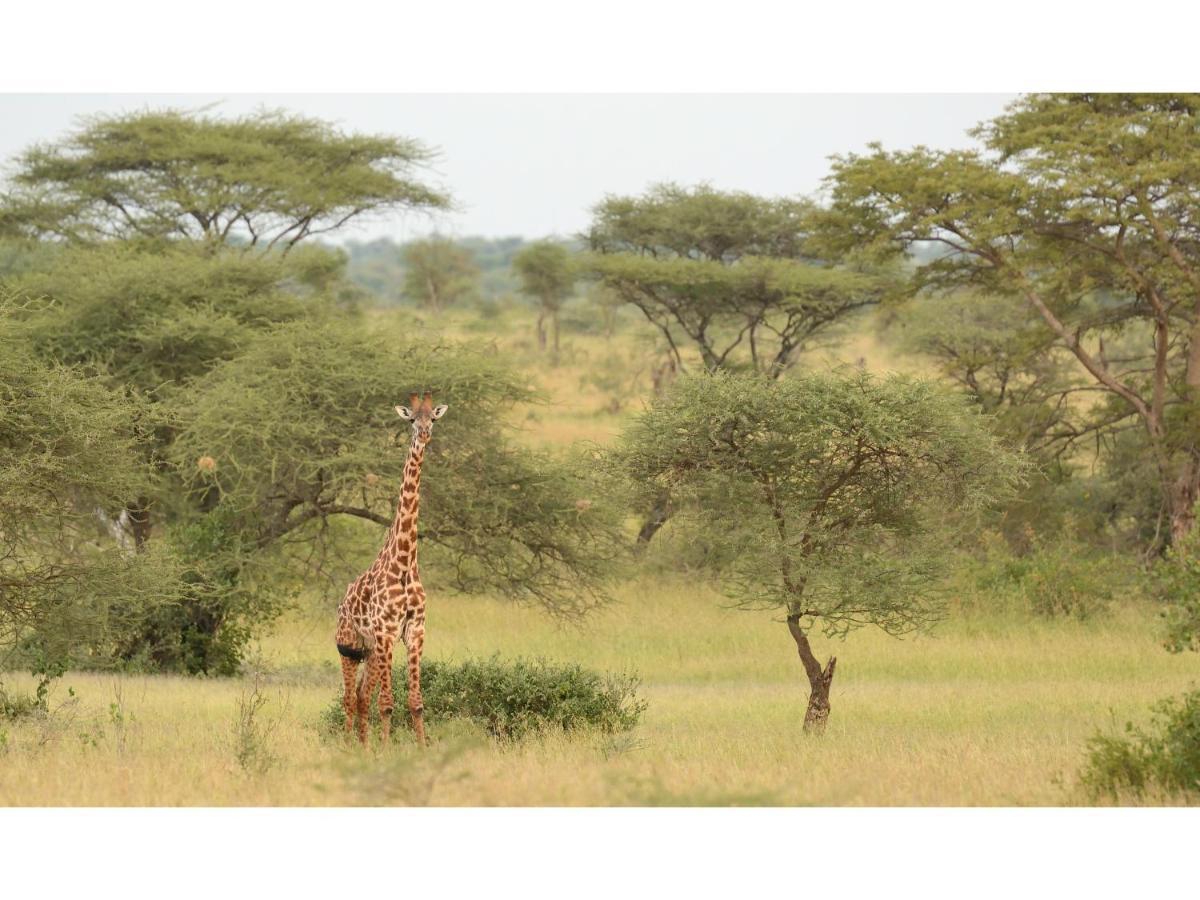 Ikoma Bush Camp Robanda Dış mekan fotoğraf
